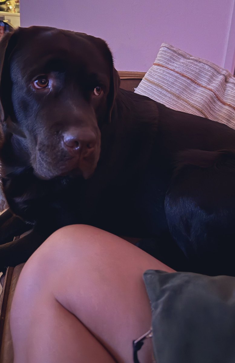 Dikbil komt nu maar naar me op de bank zitten. Want hij wilt naar bed. 
Doet ie anders nooit 😂