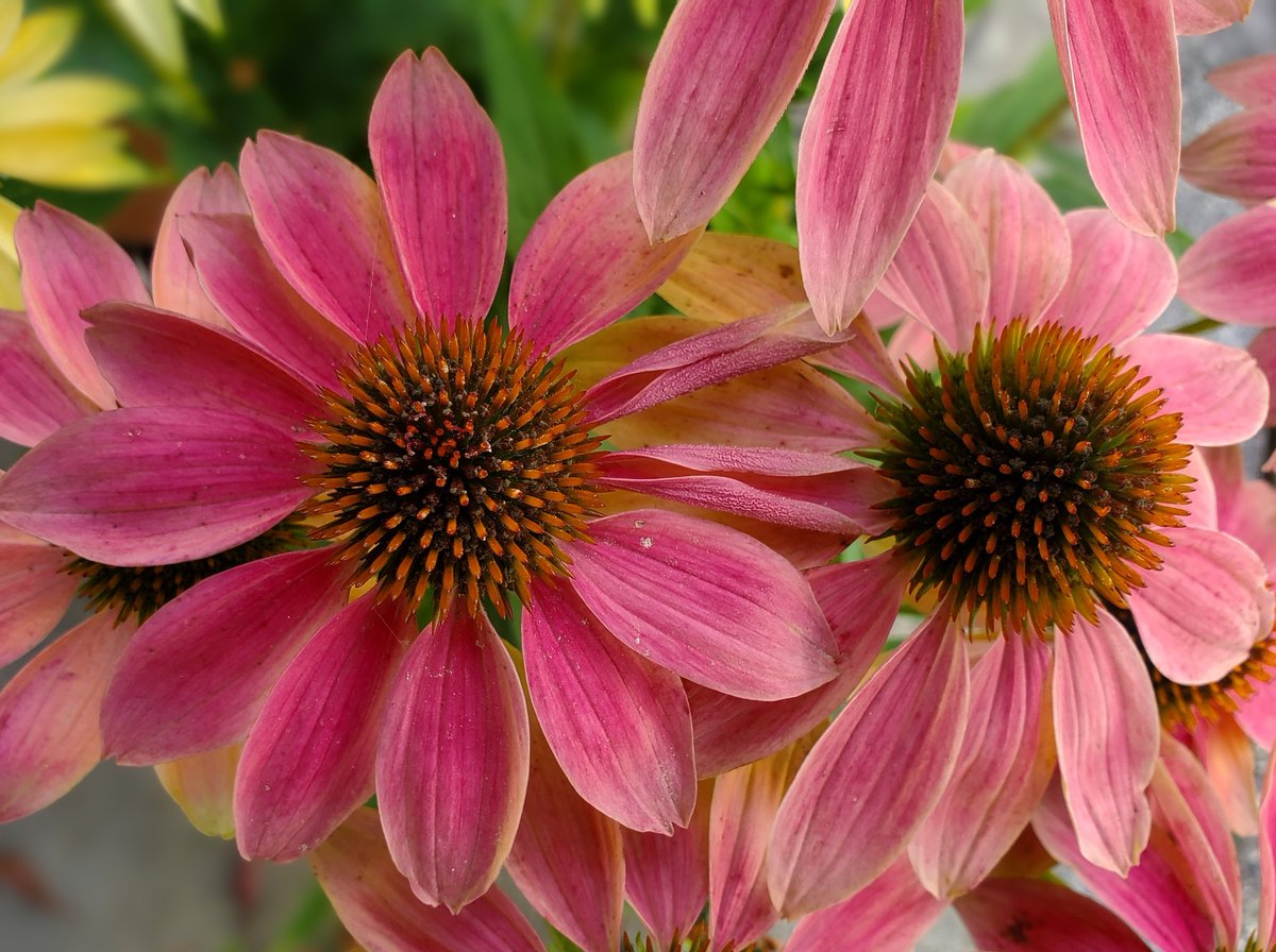 おはようございます
気温 19℃
今日の最高気温 22℃

今朝のお天気は雨☔
１日降り続く予報

10月に入って朝夕はめっきり
秋の気配がしてきました

今日は雨の１日
何処へ行くあても無し
自宅でゆっくりするのが最高

頑張っていきましょう👊
良い週末をお過ごしください☺
#アマチュア無線
#イマソラ