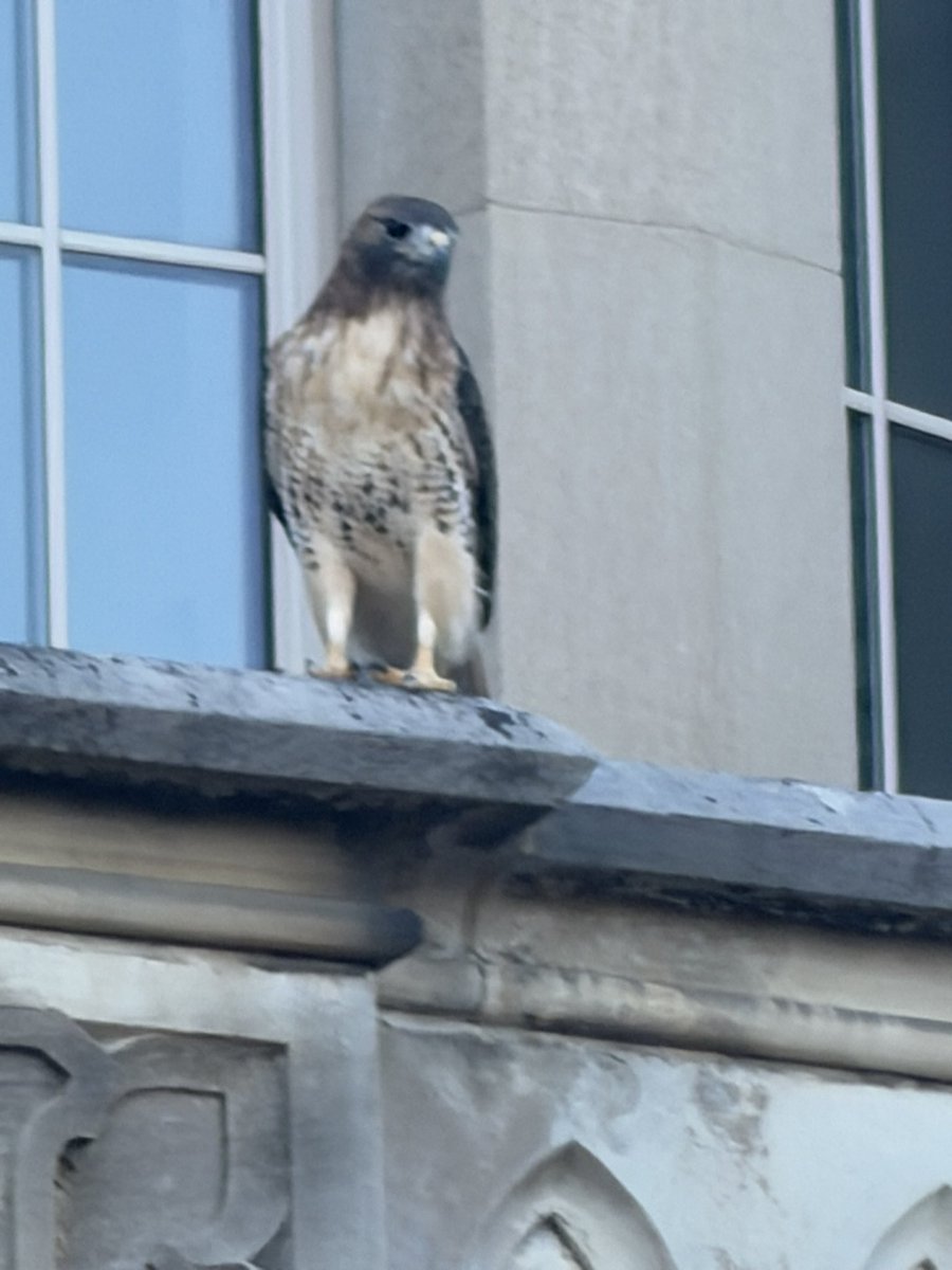 Just a red-tailed hawk hanging out above the main doors of University College at Western University in London, Ontario - nothing to see here...

#WesternU