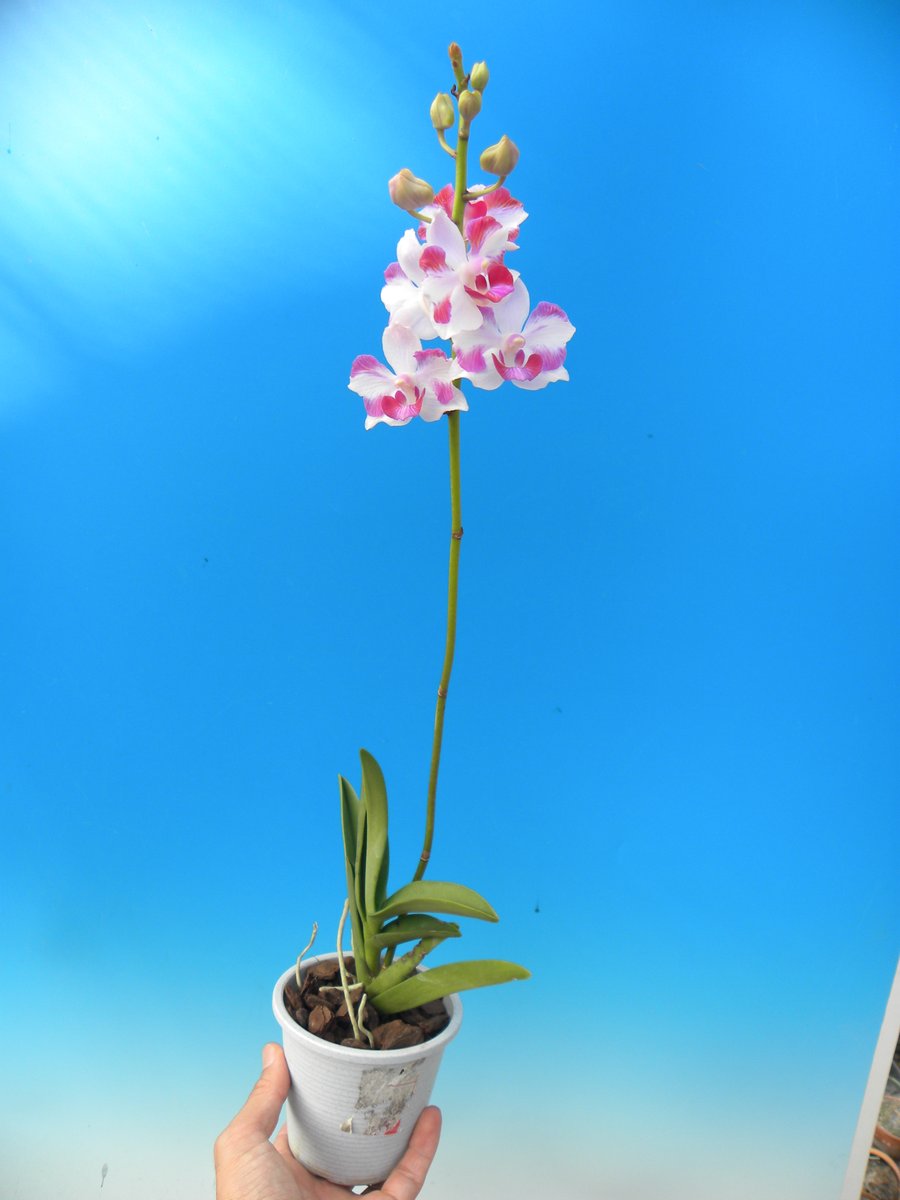 百花良蘭 (@HTorchidN) / X