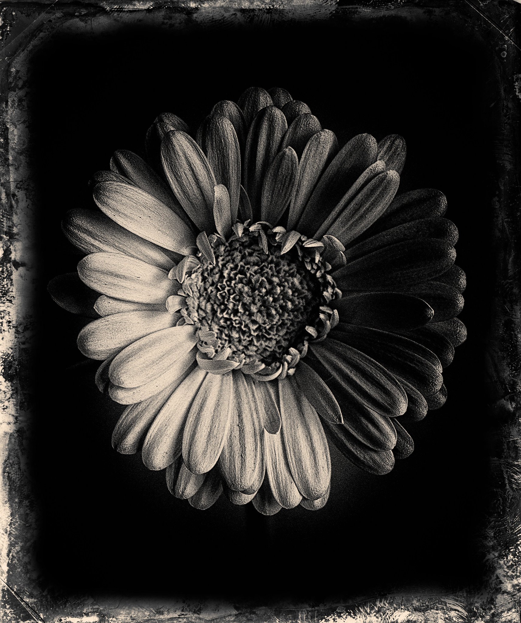 モノクロ原画 花❁❀✿✾ ファッション写真家・田島一成が撮り続ける枯れゆく花「WITHERED
