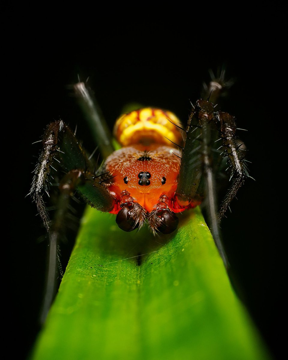 Macro_Nara's tweet photo. The Amazon after dark ✨ — an orb-weaver spider reveals its fiery orange armour, waiting on silken lines at Yarina, Ecuador.
#macro #spidersofinstagram #biodiversity https://t.co/lwsJ7uHdfd