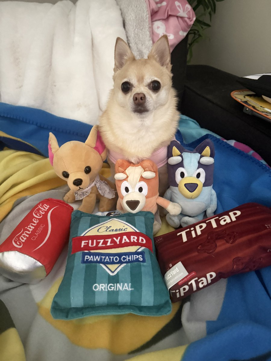 Pomchi_Puppy's tweet image. We are having a lazy weekend and since there’s a Bluey marathon for the next two days we don’t plan on moving from here much 🐾

#tinkerbellthepomchi #pomchi #dogsoftwitter #dogsofx #tatertotsquad #tinkandminitink #bluey