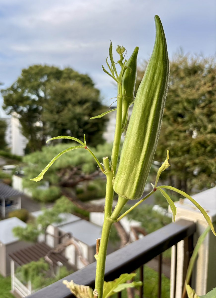 ベランダに突如現れた器官。
ジャンボなオクラは、もう野菜ではなく、都市に潜む臓器の一部だ。
#家庭菜園　#オクラ