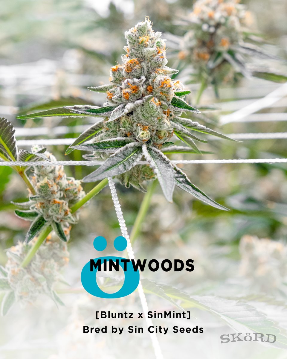 Mintwoods in the garden 🔭 Another heater from <a href="/SinCitySeeds/">SinCitySeeds</a> 

Missed the last batch? Check back at the end of the month for another chance to skör!

iskord.com
#HaveYouSKöRDLately