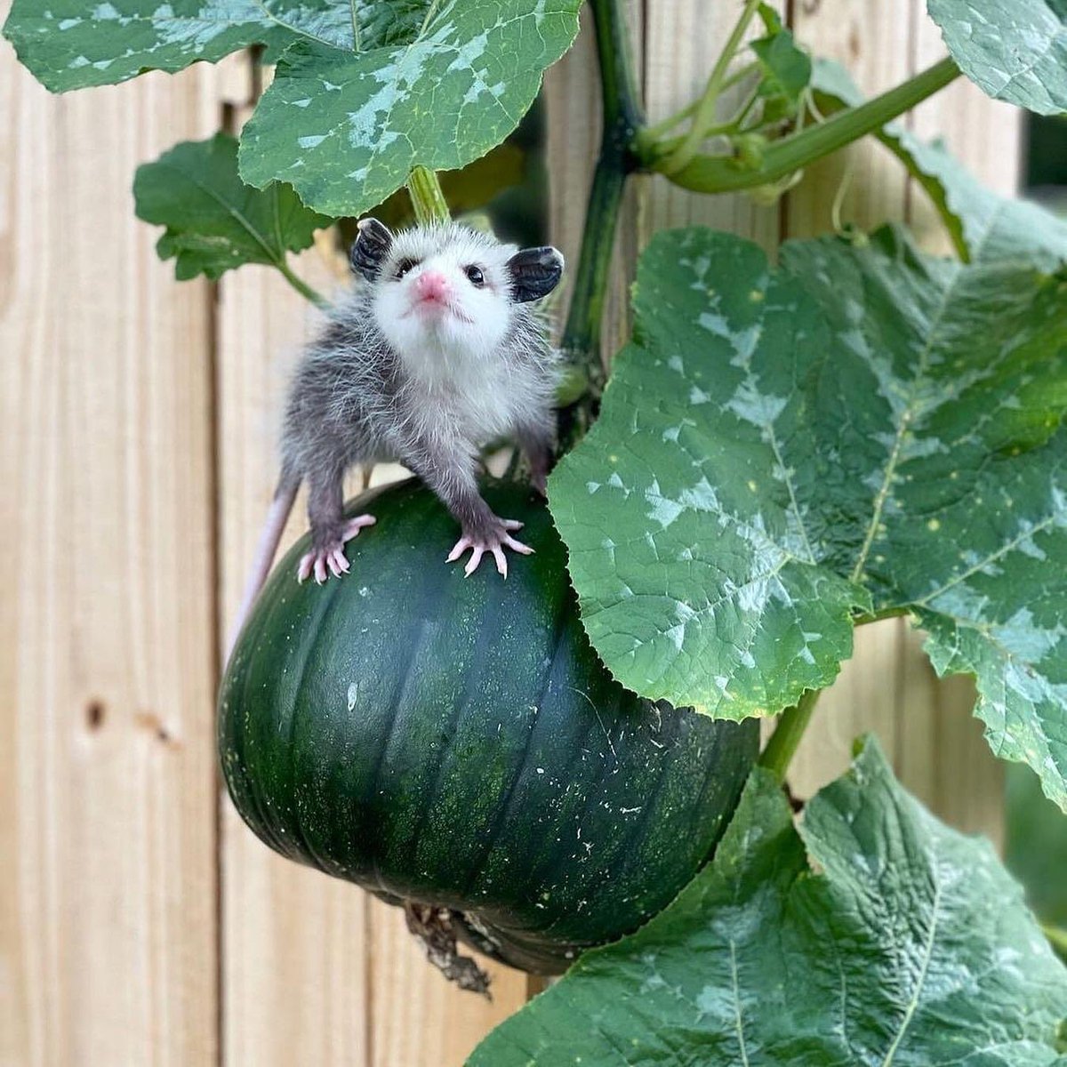 Thinkwert tweet media