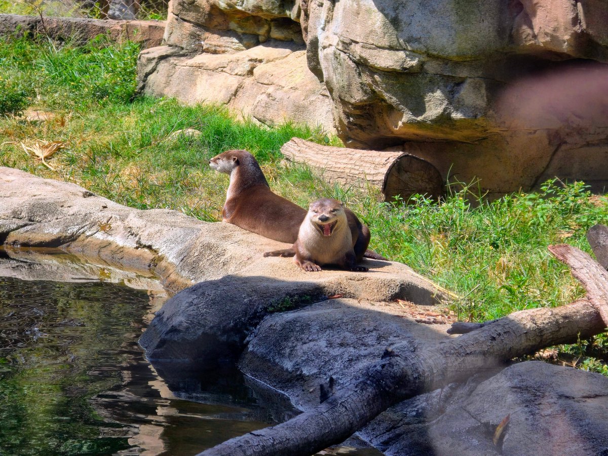 filegeist's tweet image. Friday Otter Posting: