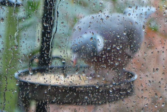 a_london_pigeon's tweet photo. 📷 Save Our Sparrows @SaveOurSparrows
Now the Woodpigeon braves the storm #Lancashire #SoSoSunnydownSouth #May2016 https://t.co/KasCbO3xrg