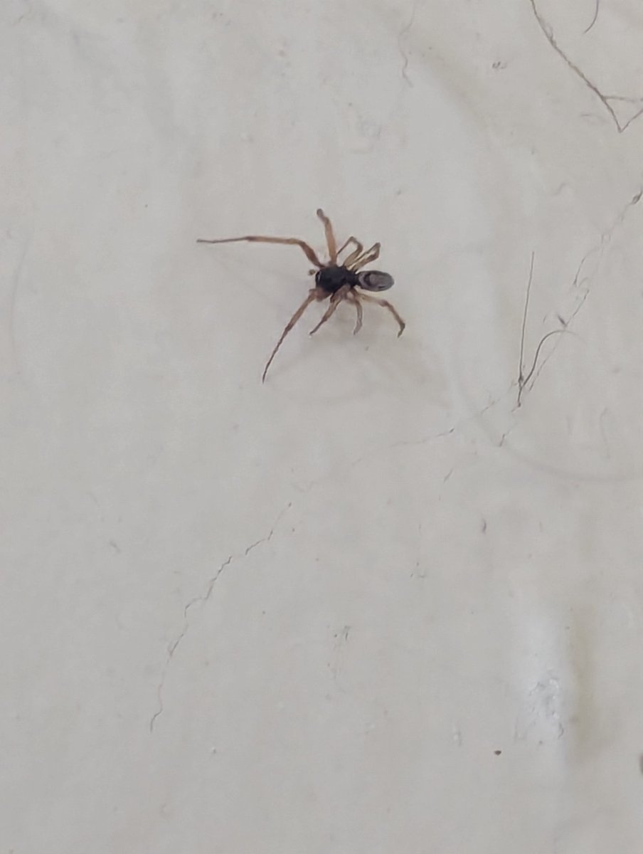 Anyone out here could help me identifying a spider?