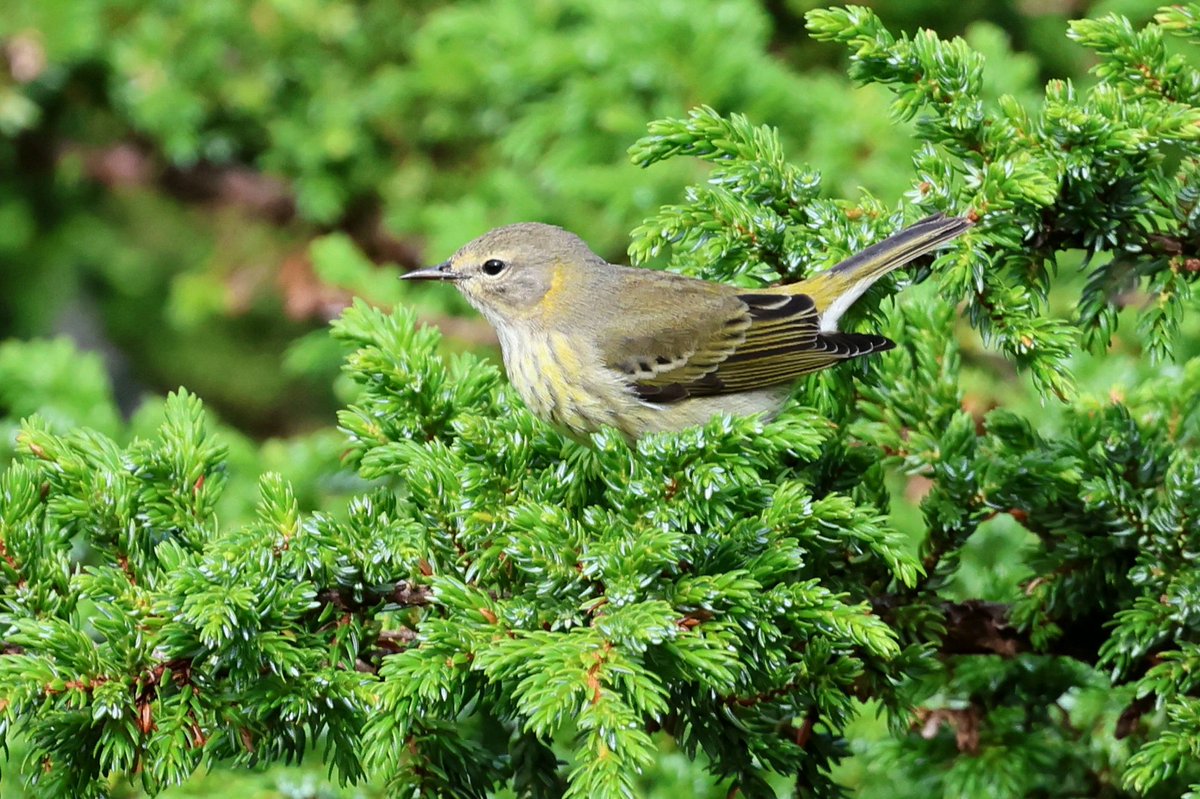 DaveRead18's tweet image. Our first day on Corvo couldn't have gotten off to a much better start when news broke of the WPs 12 record of Cape May Warbler. What a stunner.