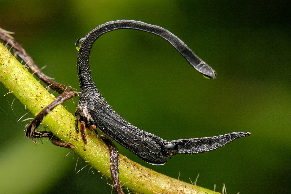 TreehopperGO_GT tweet media