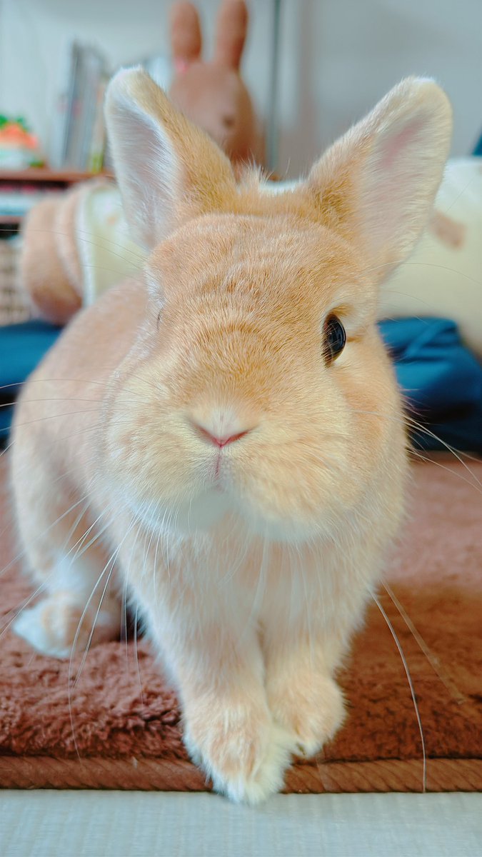 うさぎ_(・×・_∪⌒)ο うさぎのほの🥕 on X: 