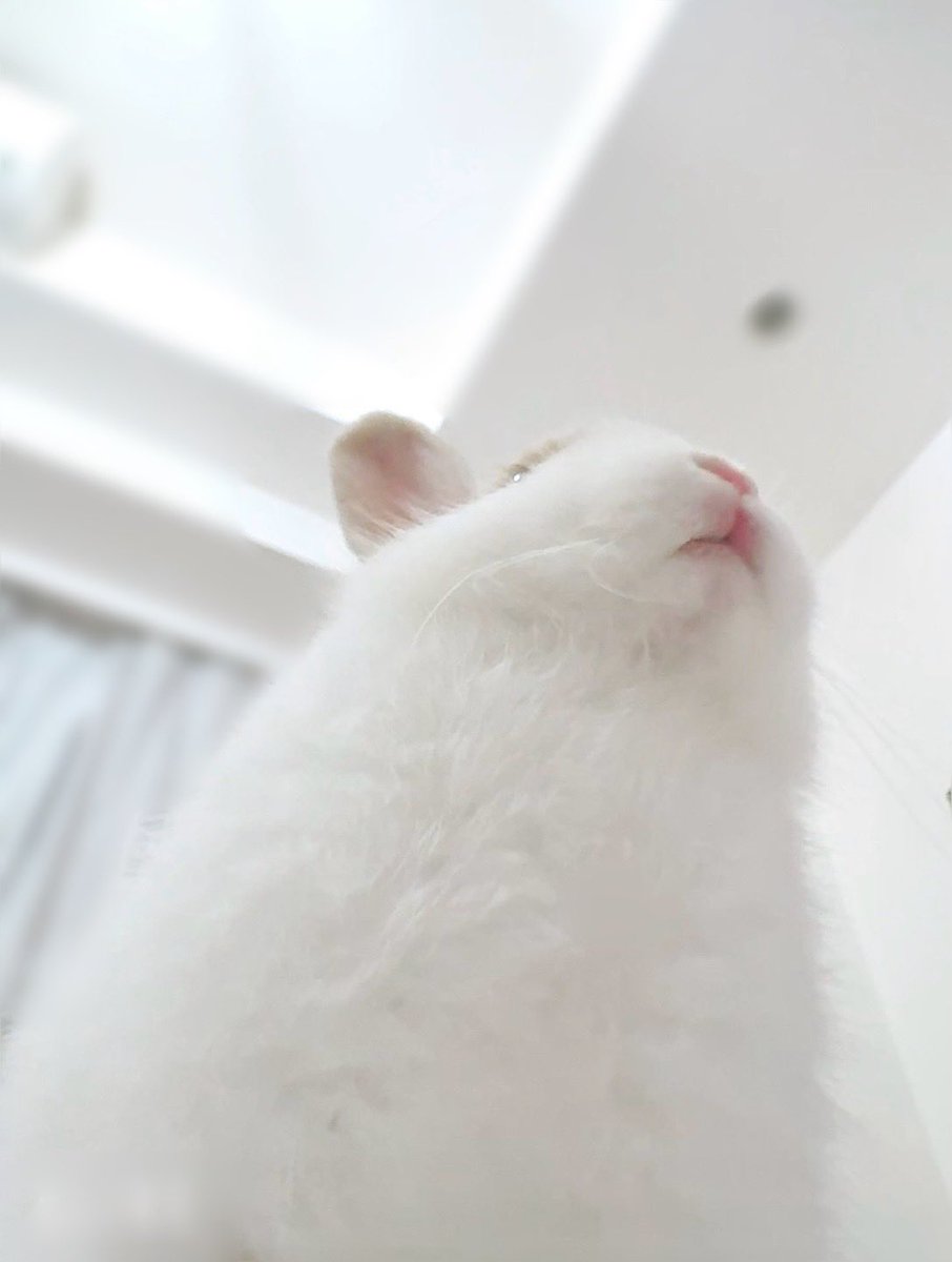 おはとろー🐰
したからみてももふもふだよ ◦°