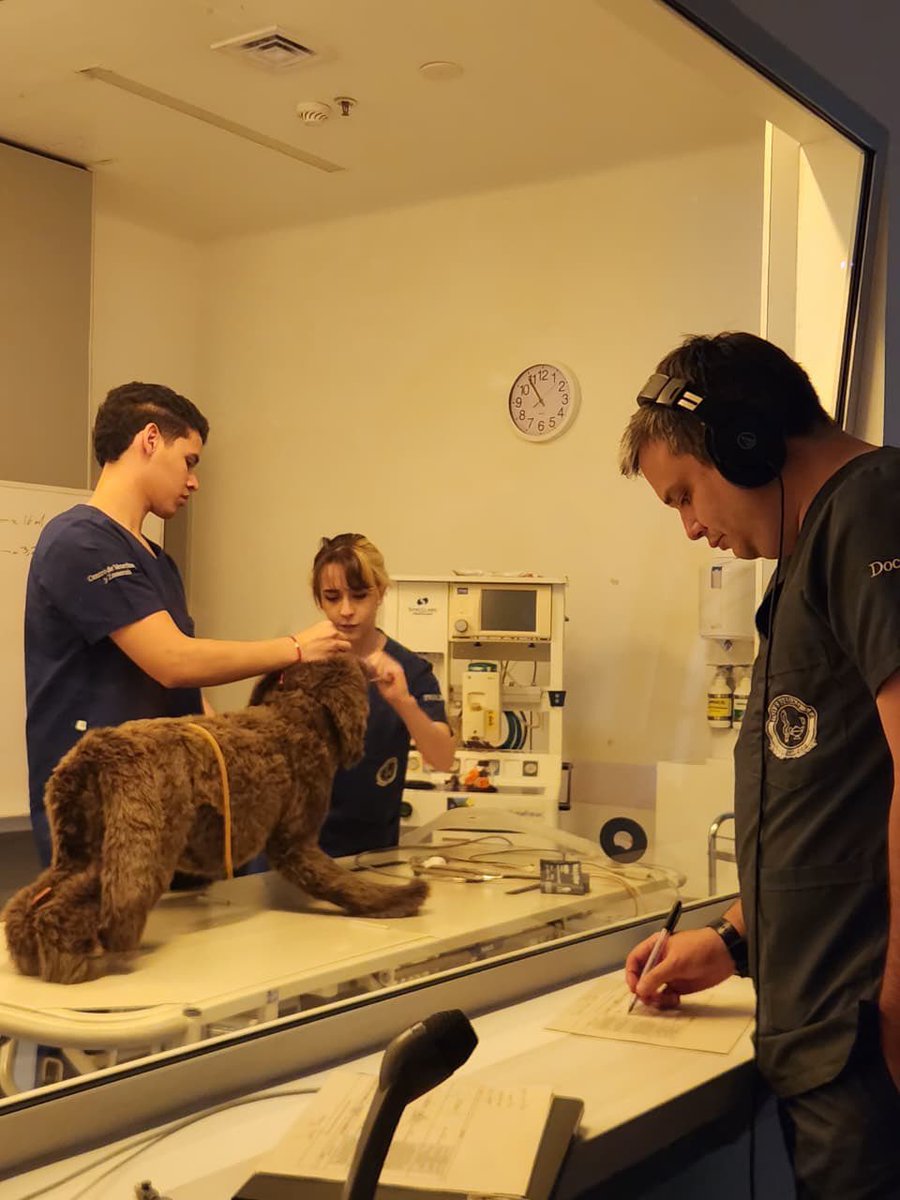 RamonGamarraR's tweet photo. Así fortalecen no solo sus habilidades técnicas, sino también su toma de decisiones, trabajo en equipo y pensamiento clínico bajo presión — elementos esenciales para un veterinario competente. https://t.co/1wzRgb8p1t