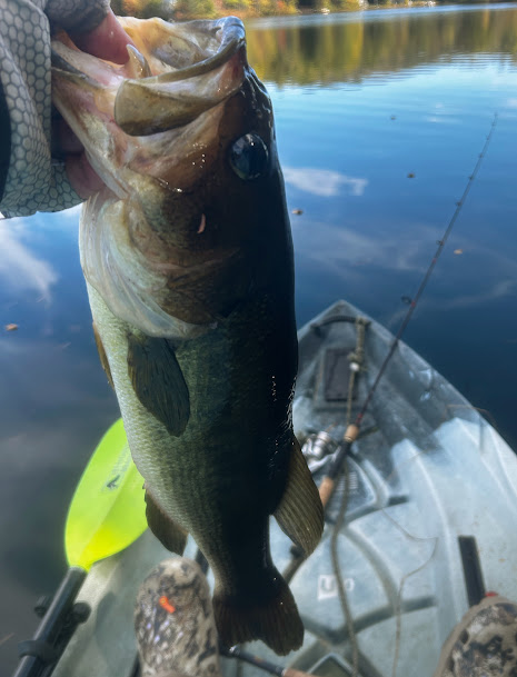 Bass Fishing Tips tweet media