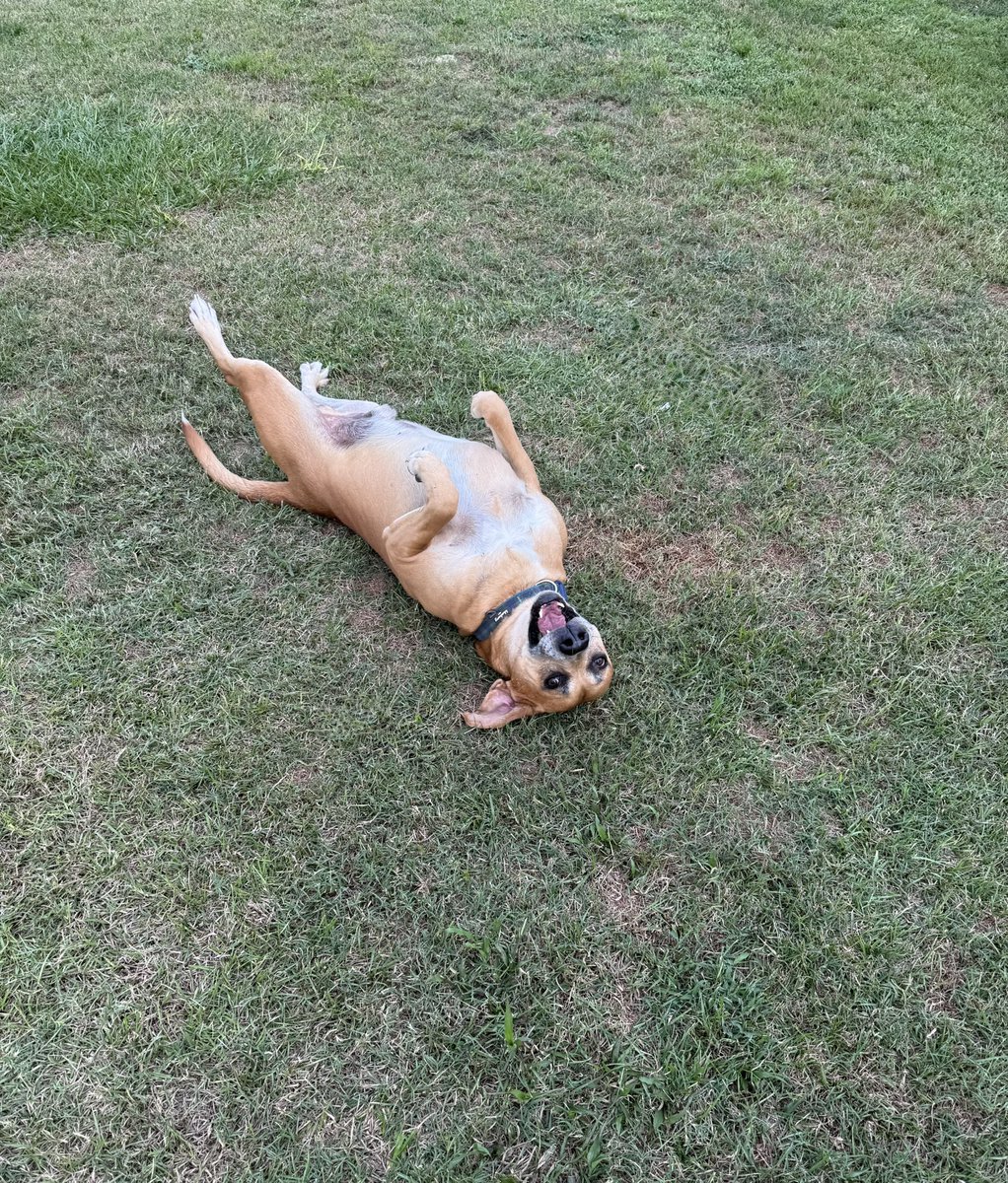 catturd2's tweet photo. Weekend timeline cleanse …

Upside down happy Petey. ❤️ https://t.co/9IZMnWsNvT