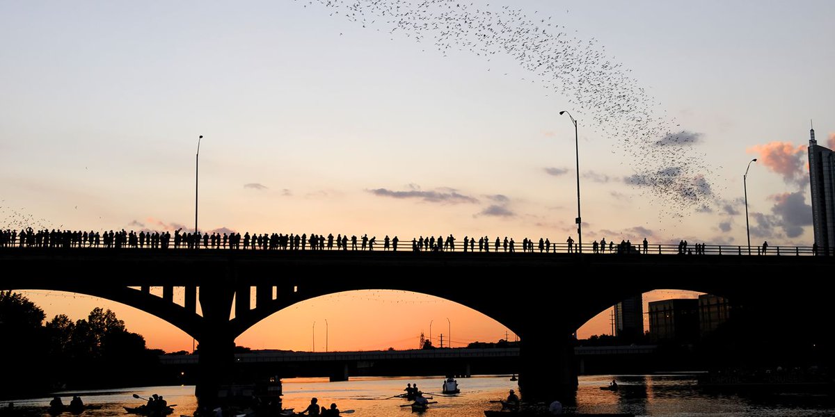 Welp... It's been a good bat season!  We bid them farewell until next March... BatsInAustin.com 🦇