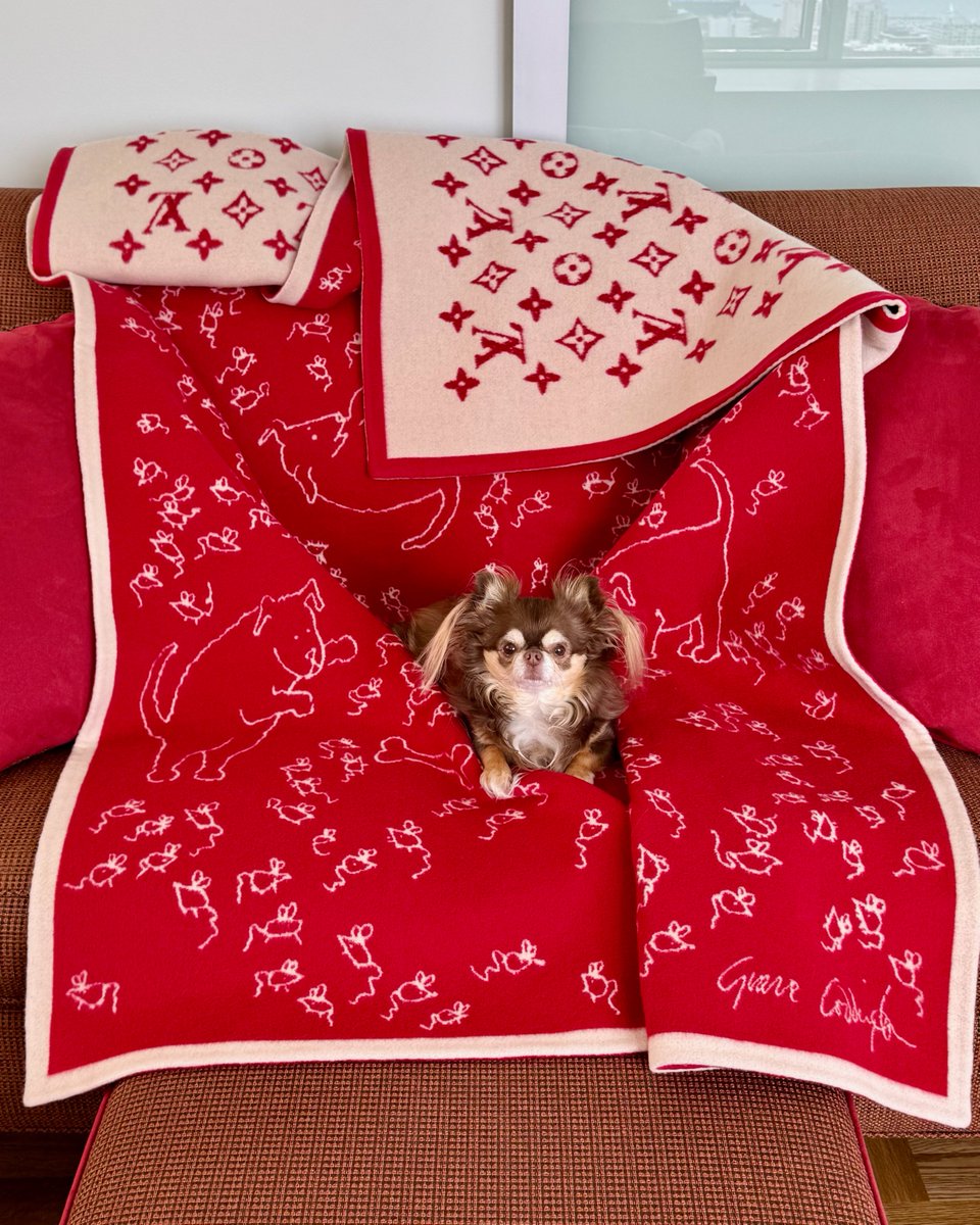 Brave_Talent's tweet photo. MAJOR LEAGUE: Busy casting day at the agency – our VIC (Very Important Chihuahua) stops by for good energy cheer. 
#louisvuitton #GraceCoddington #NatashaChalenko #chihuahua #travelingchihuahua #modelingagency #talentagency #brattymodelagency #bravetalentagency https://t.co/Q4ccPbqeTT