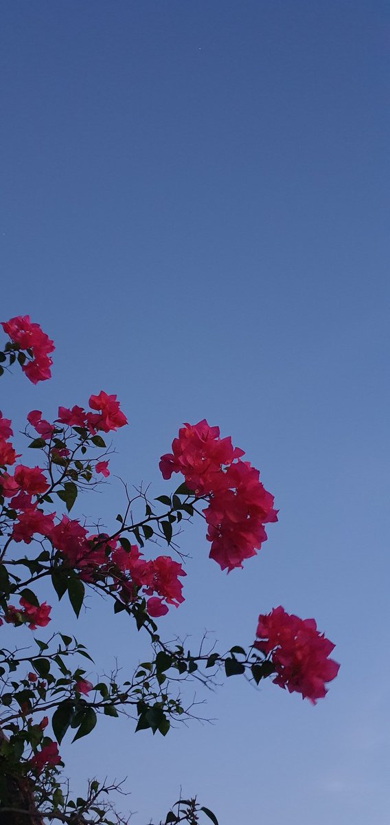 federer (@riduan) on Twitter photo 