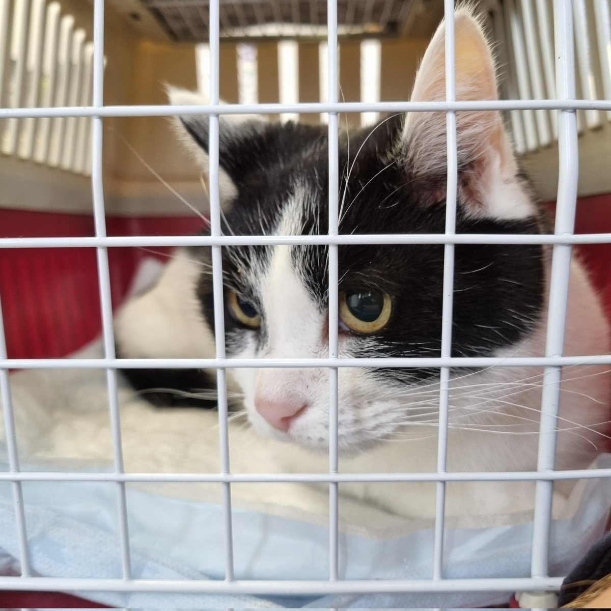 I wish the vet would hurry up! #impatient #cat 😼⏳