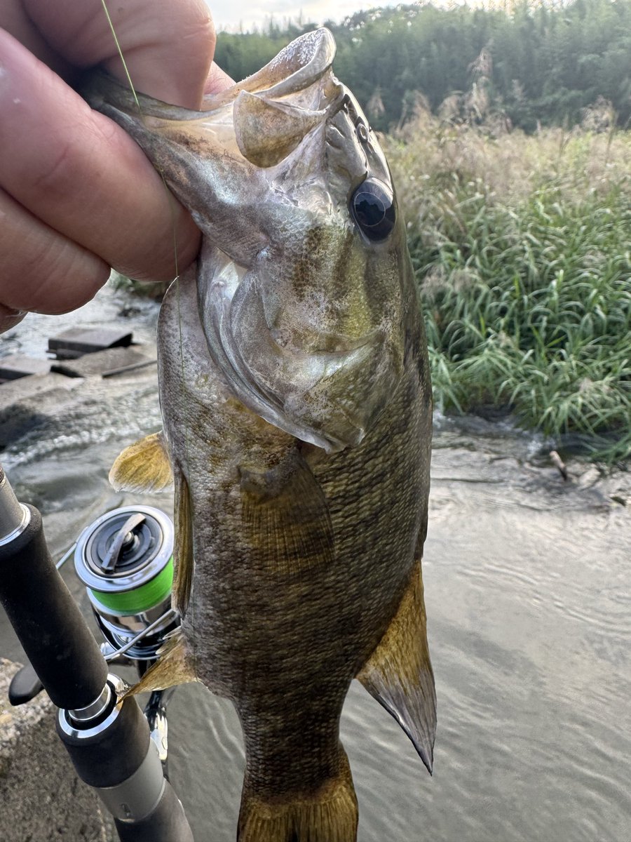 10月初フィッシュ
6時〜7時で、2バイト1フィッシュ
白震斬入魂完了