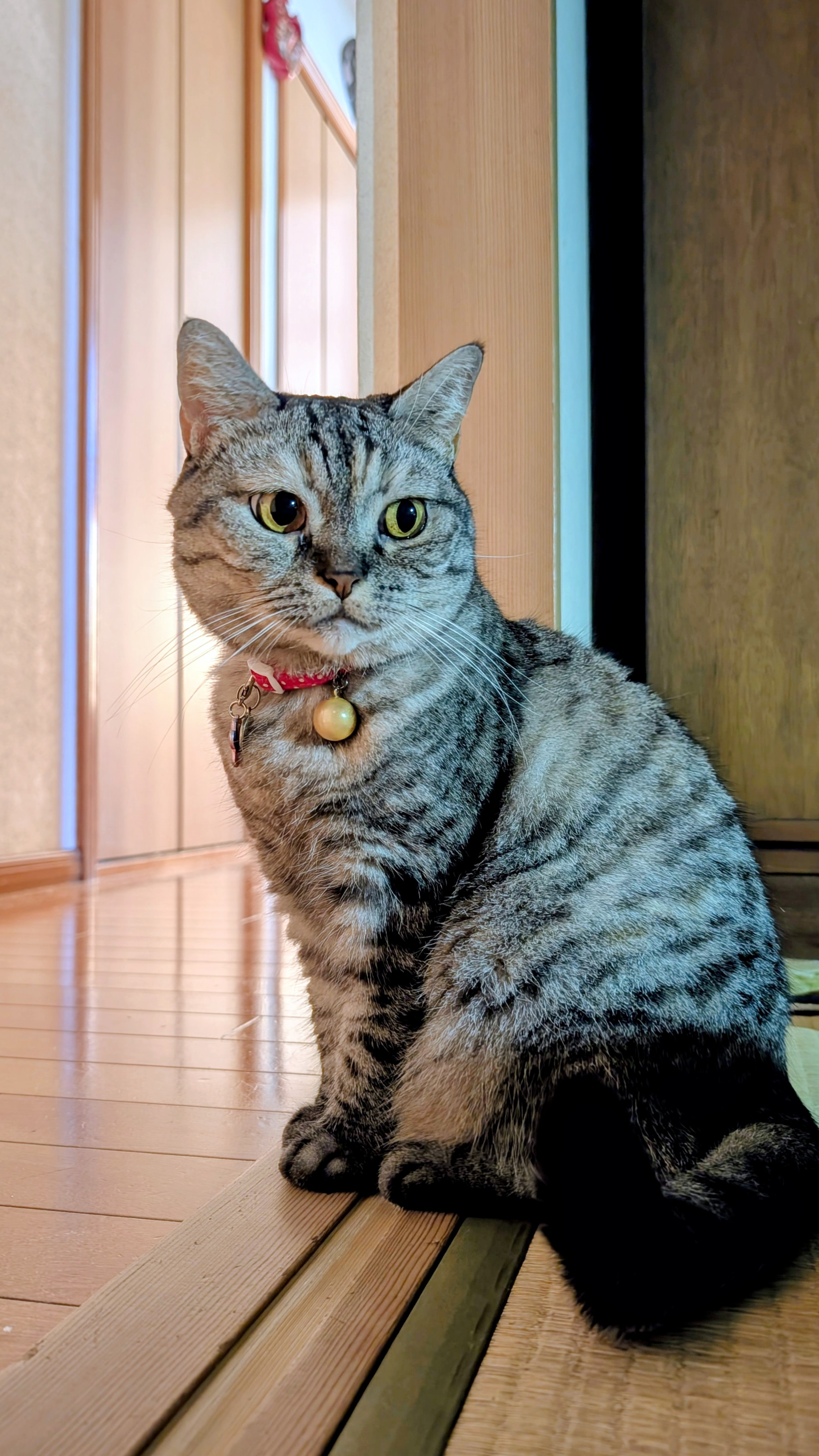 ねこさん ねこさん⚡(ΦωΦ) on X: 