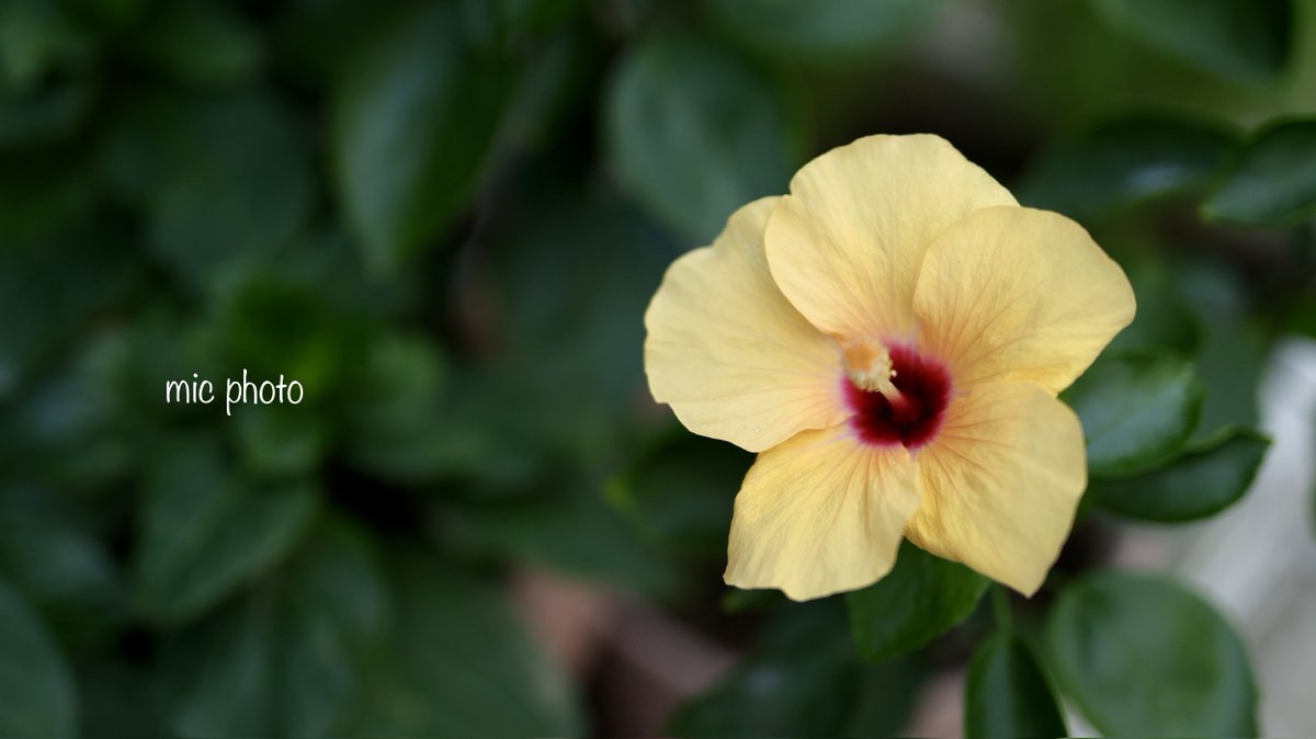 mic19951010's tweet image. おはようございます。
#TLを花でいっぱいにしよう
#photography
#ファインダー越しの私の世界
#キリトリセカイ