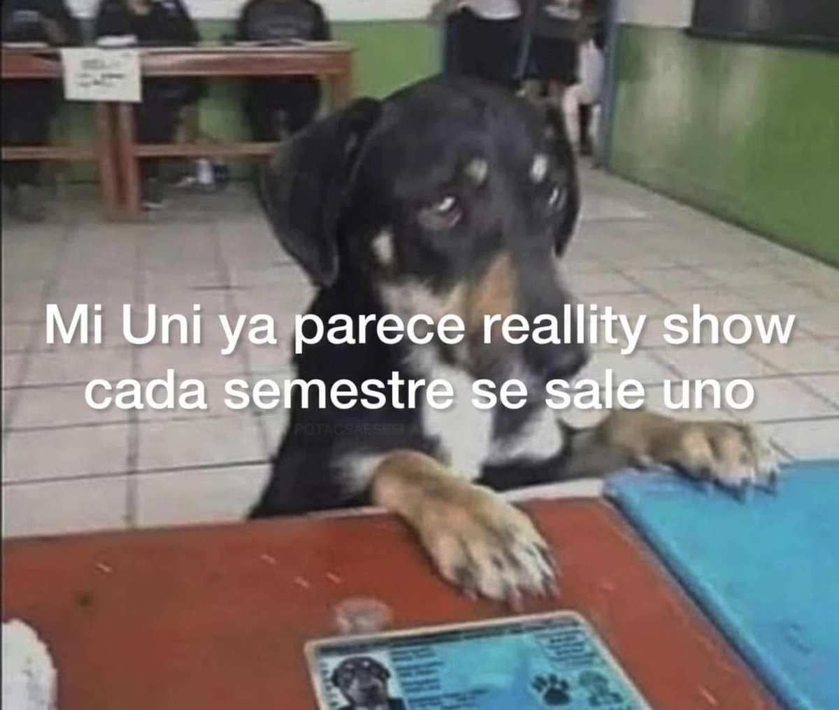 memefeos's tweet image. 