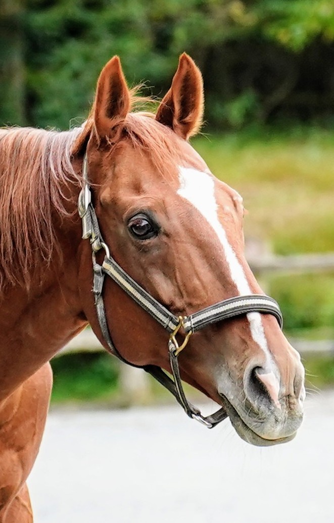 KizunaGRAN_MA's tweet image. TCCホース訪問
クローバー牧場

山中湖にあるクローバー牧場さん🏇
TCCでオーナーシェアをさせてもらってるドリームポリーニくんに会いに行ってきました💓
元気そうでよかった😊

#ドリームポリーニ
#TCC引退競走馬ファンクラブ
#TCCホース 
#引退競走馬