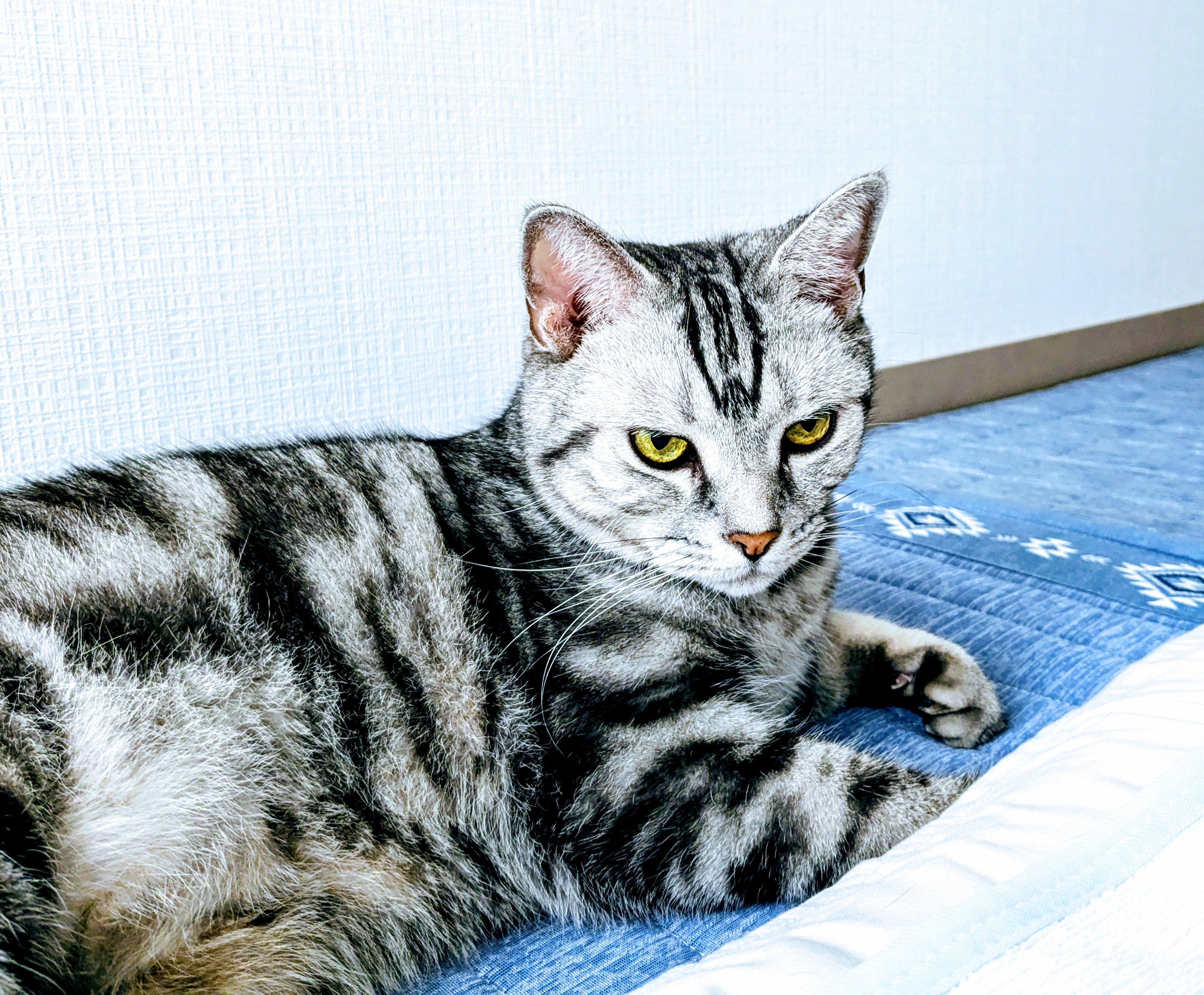 古作♪犬♪焼き物に着彩♪勾玉の柄♪ずっしり重みがあります♪ヤケ汚れ若干 古作♪犬♪焼き物に着彩♪勾玉の柄♪ずっしり重み