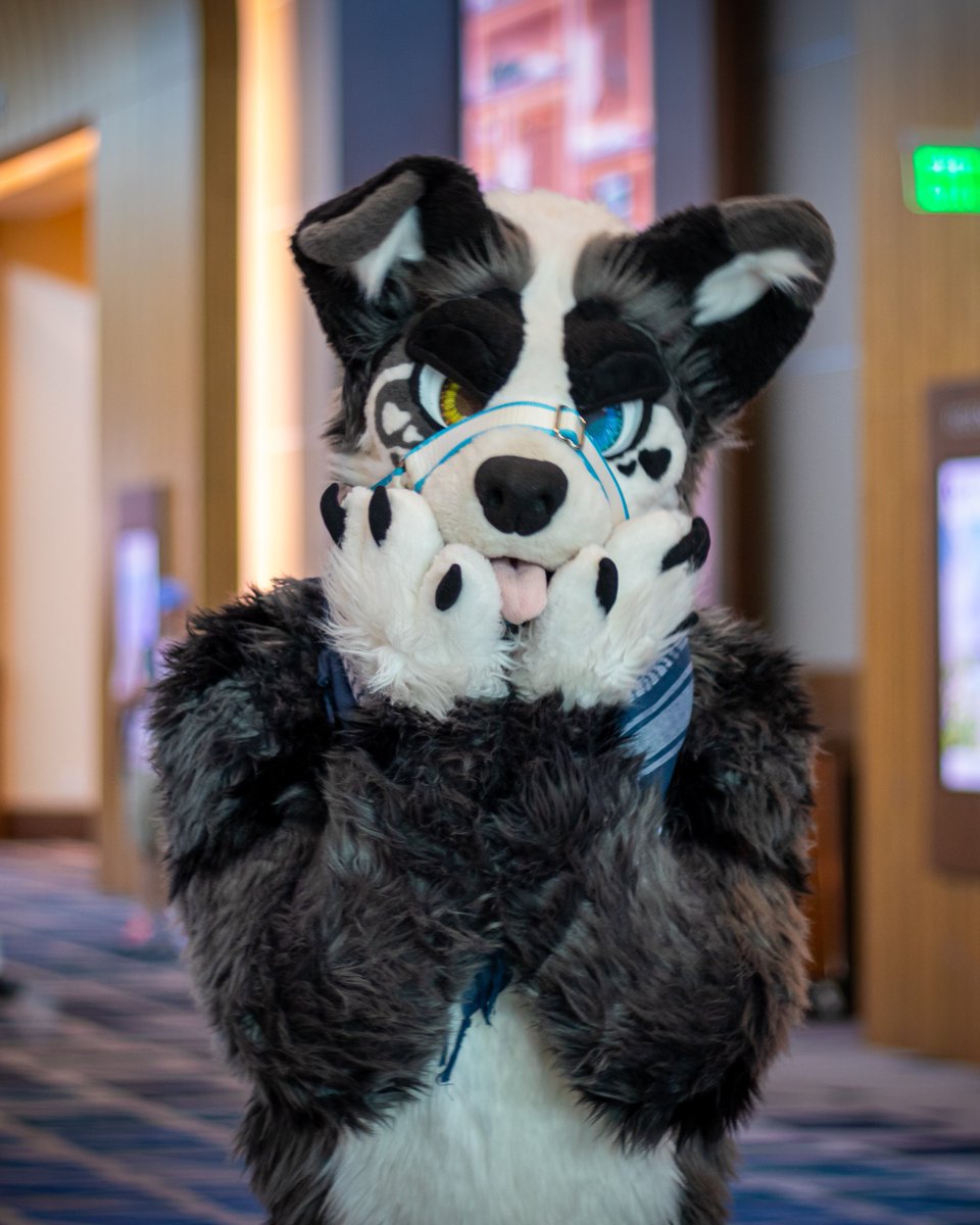 It's finally Dogtober 🥰🐶🍂

📸: <a href="/itseubean/">Eubean</a> 
#FursuitFriday