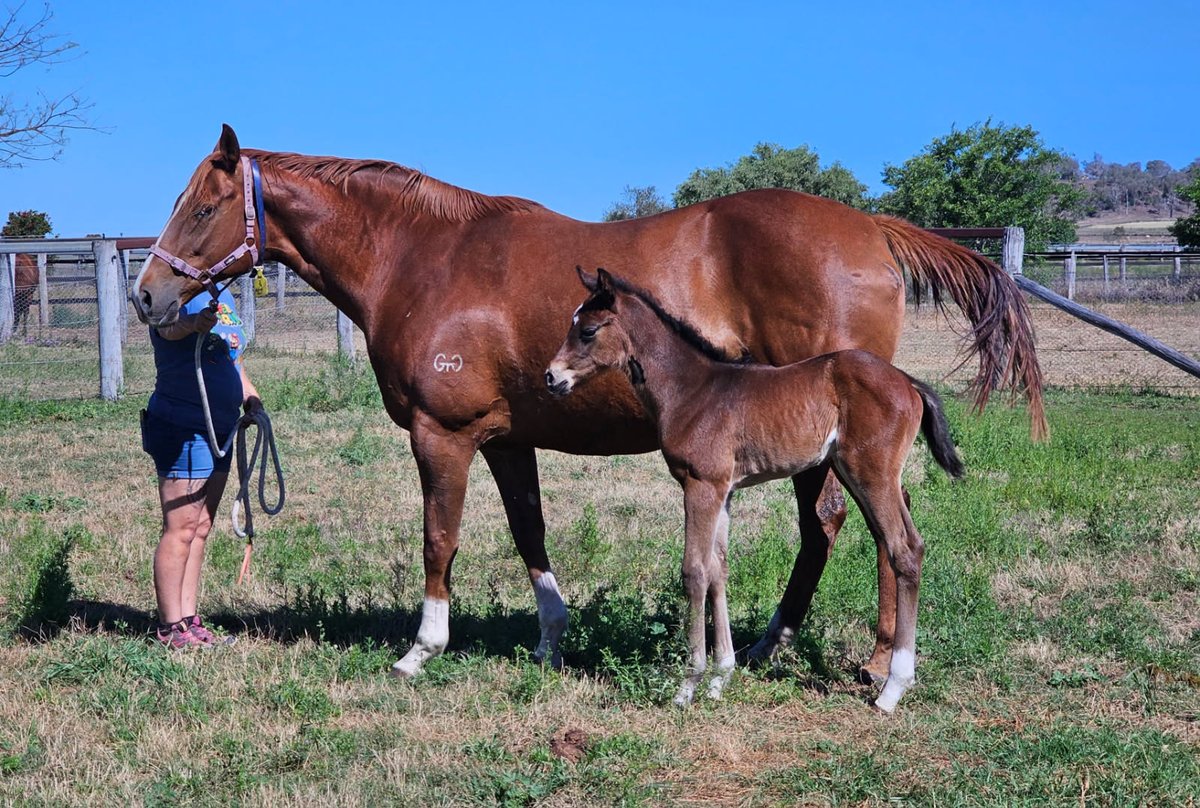 VThoroughbreds's tweet photo. Super impressed with this filly, only a couple days old by the unbeaten juvenile colt #NativeTrail @DarleyAus 
The dam has already produced a 10L trial winner recently so super excited to see what this mating produces 
Well done @noblebend https://t.co/TCmQDFDSpG