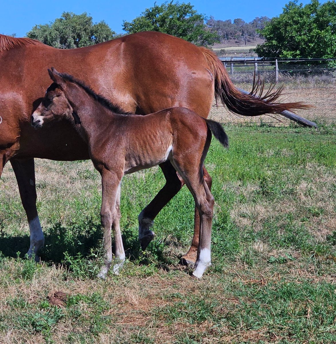 VThoroughbreds's tweet photo. Super impressed with this filly, only a couple days old by the unbeaten juvenile colt #NativeTrail @DarleyAus 
The dam has already produced a 10L trial winner recently so super excited to see what this mating produces 
Well done @noblebend https://t.co/TCmQDFDSpG