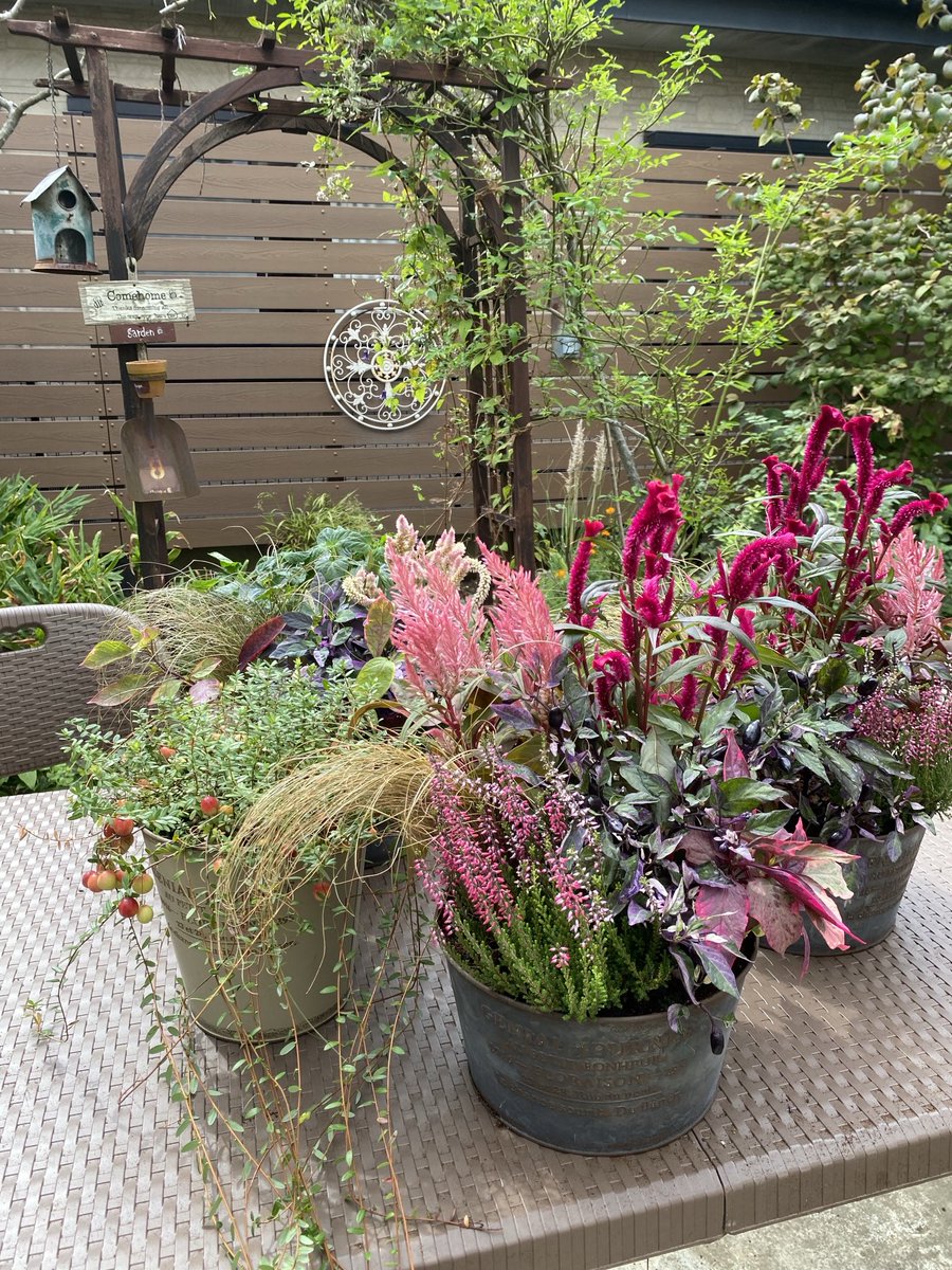 昨日は自宅にて
お花サロン
初回レッスンを開催しました
ハロウィンをイメージした秋の寄せ植えをお作りいただきました。
皆様、それぞれ素敵な作品に仕上がり嬉しそうなご様子で…私もとっても嬉しかったです😊
この度、皆様の優しい繋がりでお教室開催の夢が叶いました。ありがとうございました✨
