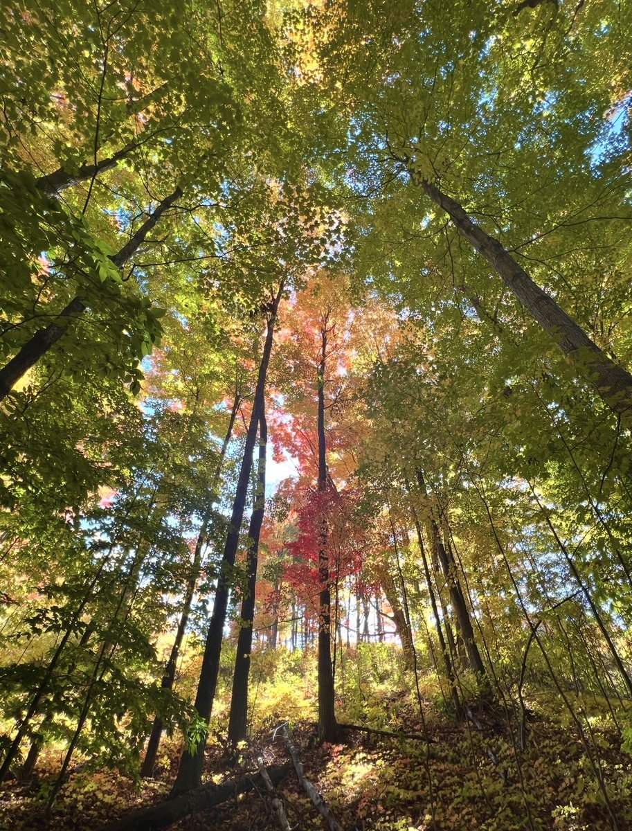 MindyMorrisonx's tweet photo. Trail runs just hit different this time of year 🍂🧡🍁 https://t.co/l0Pfq1BL5J
