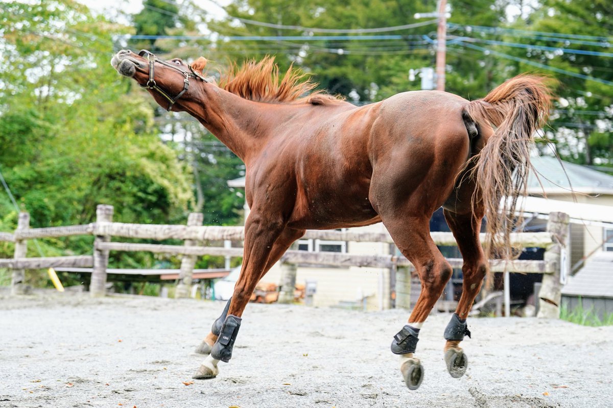 KizunaGRAN_MA's tweet image. TCCホース訪問
クローバー牧場

乗馬の調教後…暫く放牧で砂浴びを楽しむポリーニくん💓
砂浴びからのヒャッホー💨💨と飛び上がるのがいつものルーティン！？

#ドリームポリーニ
#TCC引退競走馬ファンクラブ
#TCCホース 
#引退競走馬