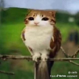 ipikushh's tweet photo. @StudioMDHR Battlefield 6 and Silksong 😼 https://t.co/EkAV3jQDcb