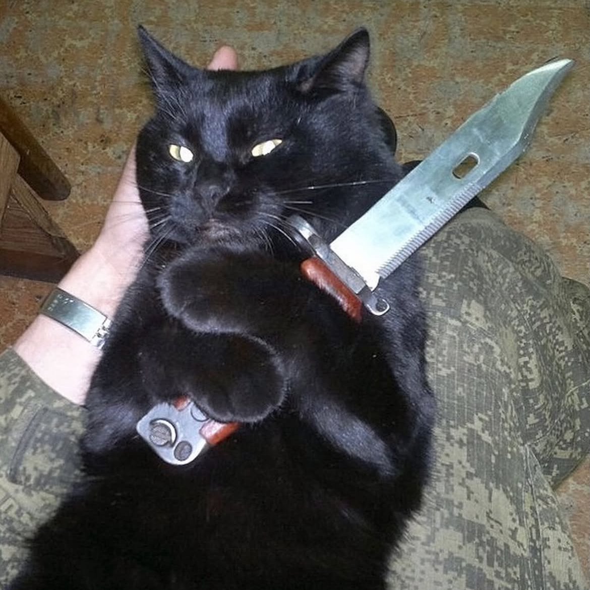 paidtocreate's tweet image. GM bros 
$p2c