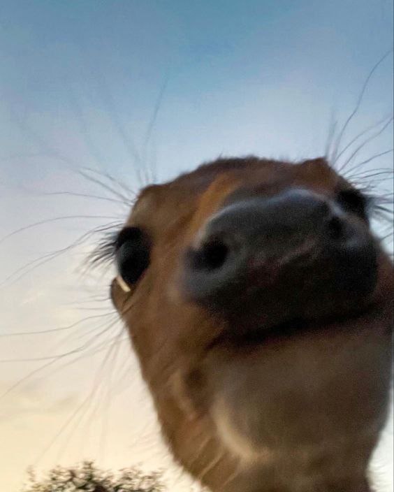 POV: You blacked out at a party now a deer is checking to see if you're okay