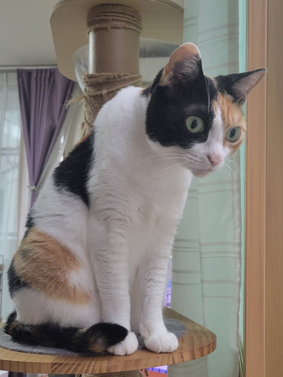 これが猫背です
