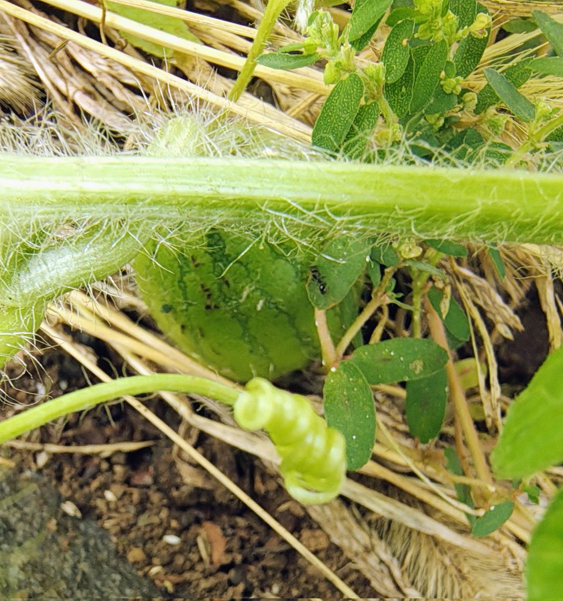 ８月に食べて植えたスイカの種、実がなって大きくなってきた。頑張れ✨️