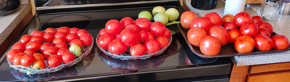 creativescribes's tweet image. Today I canned 7 pints of tomatoes harvested from our garden.