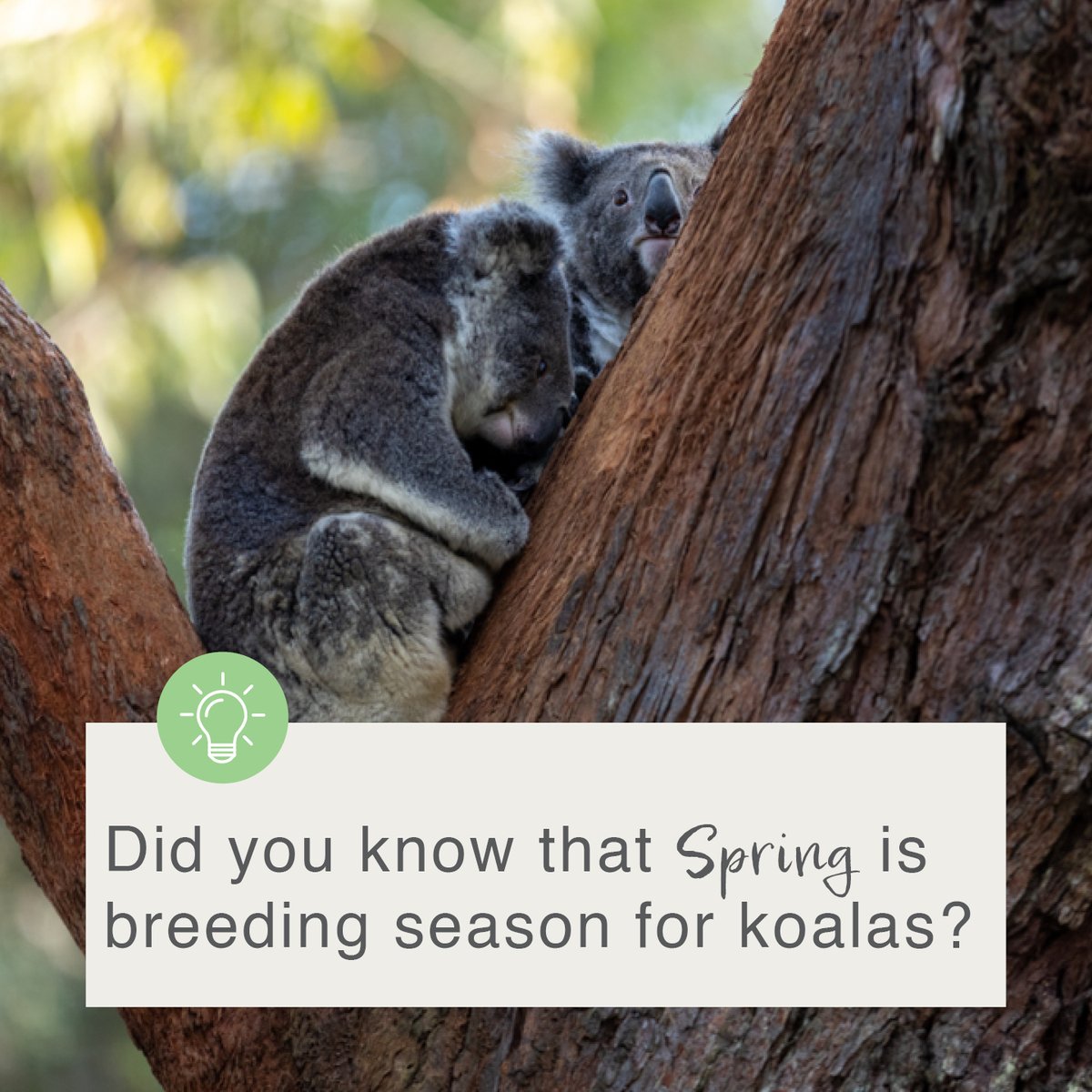 This period is the busiest for Koala Hospitals, as suburban Koalas are on the move, crossing paths with cars and dogs, and higher rates of stress-induced sickness.

To report an injured koala contact 📞 1800 PS KOALAS (1800 775 625) 📞