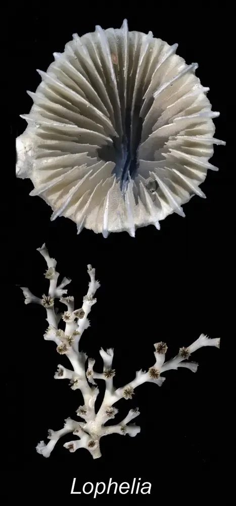 seacreature_otd's tweet image. — today’s silly little sea creature is lophelia pertusa, a species of deep-sea coral !!

— fun fact: despite previous beliefs that all coral require sunlight to live, this species provides structure and habitation for other marine life on the cold and dark ocean floor