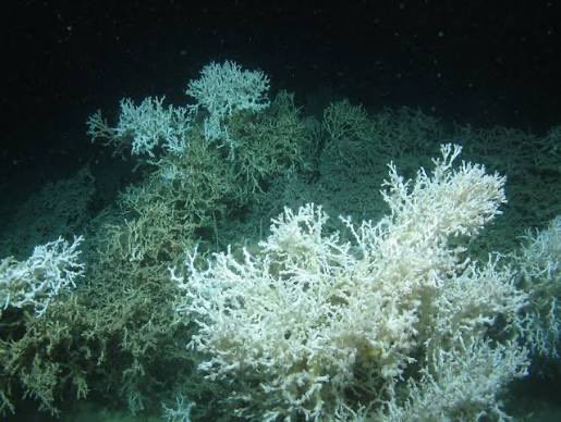 seacreature_otd's tweet image. — today’s silly little sea creature is lophelia pertusa, a species of deep-sea coral !!

— fun fact: despite previous beliefs that all coral require sunlight to live, this species provides structure and habitation for other marine life on the cold and dark ocean floor