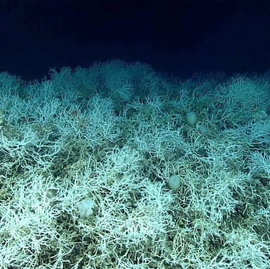 seacreature_otd's tweet image. — today’s silly little sea creature is lophelia pertusa, a species of deep-sea coral !!

— fun fact: despite previous beliefs that all coral require sunlight to live, this species provides structure and habitation for other marine life on the cold and dark ocean floor
