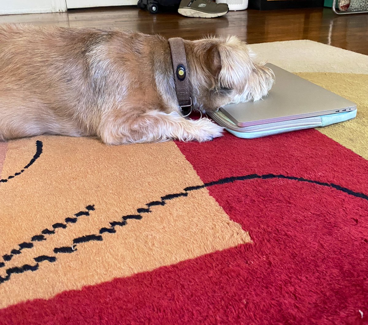 FCermak's tweet image. Someone has work to do on a Friday #dogdad #terrier cutie 🥰 Duke 🐕