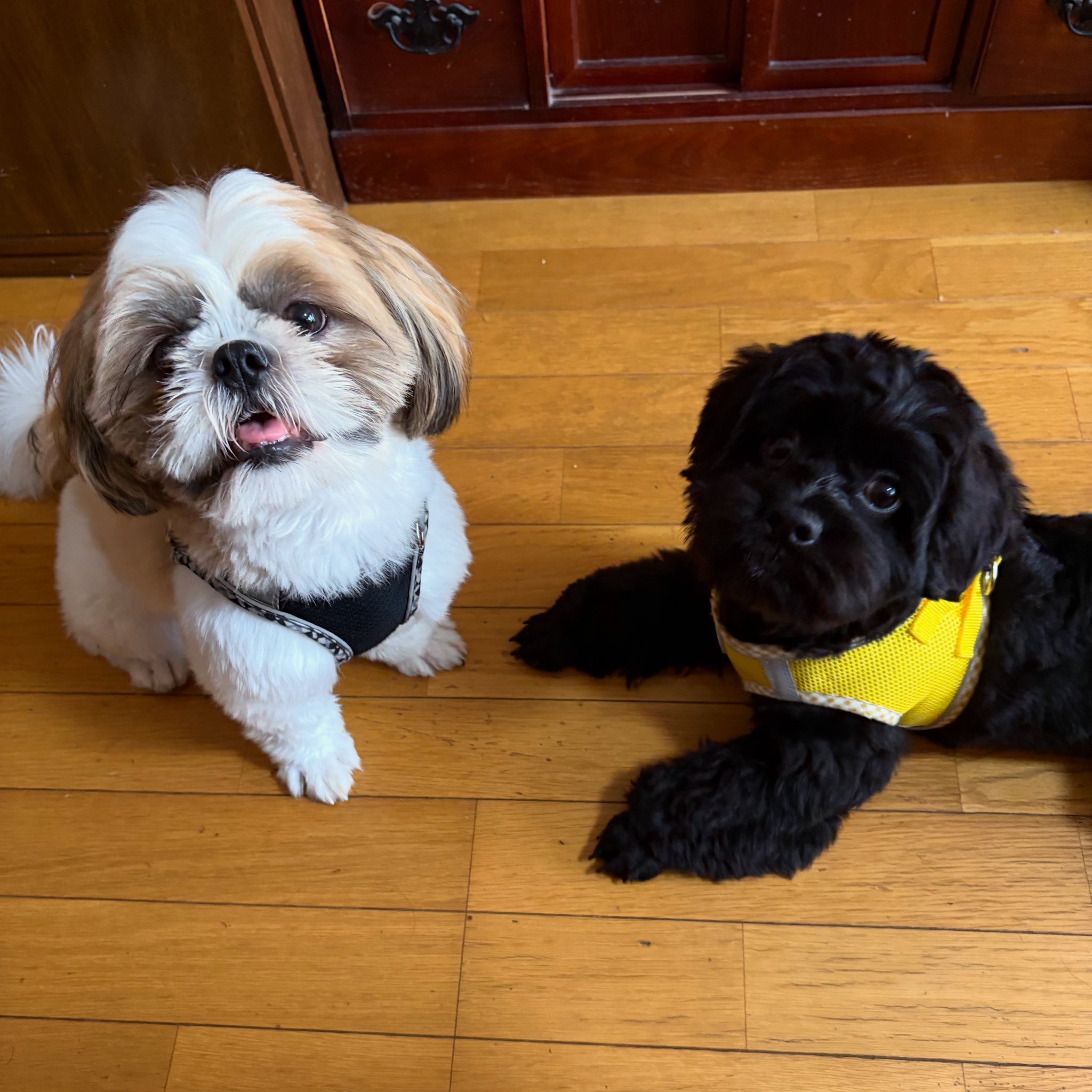 はんぺんページ シーズー はんぺん🍢 (@Shih_Tzu_Hanpen) / X