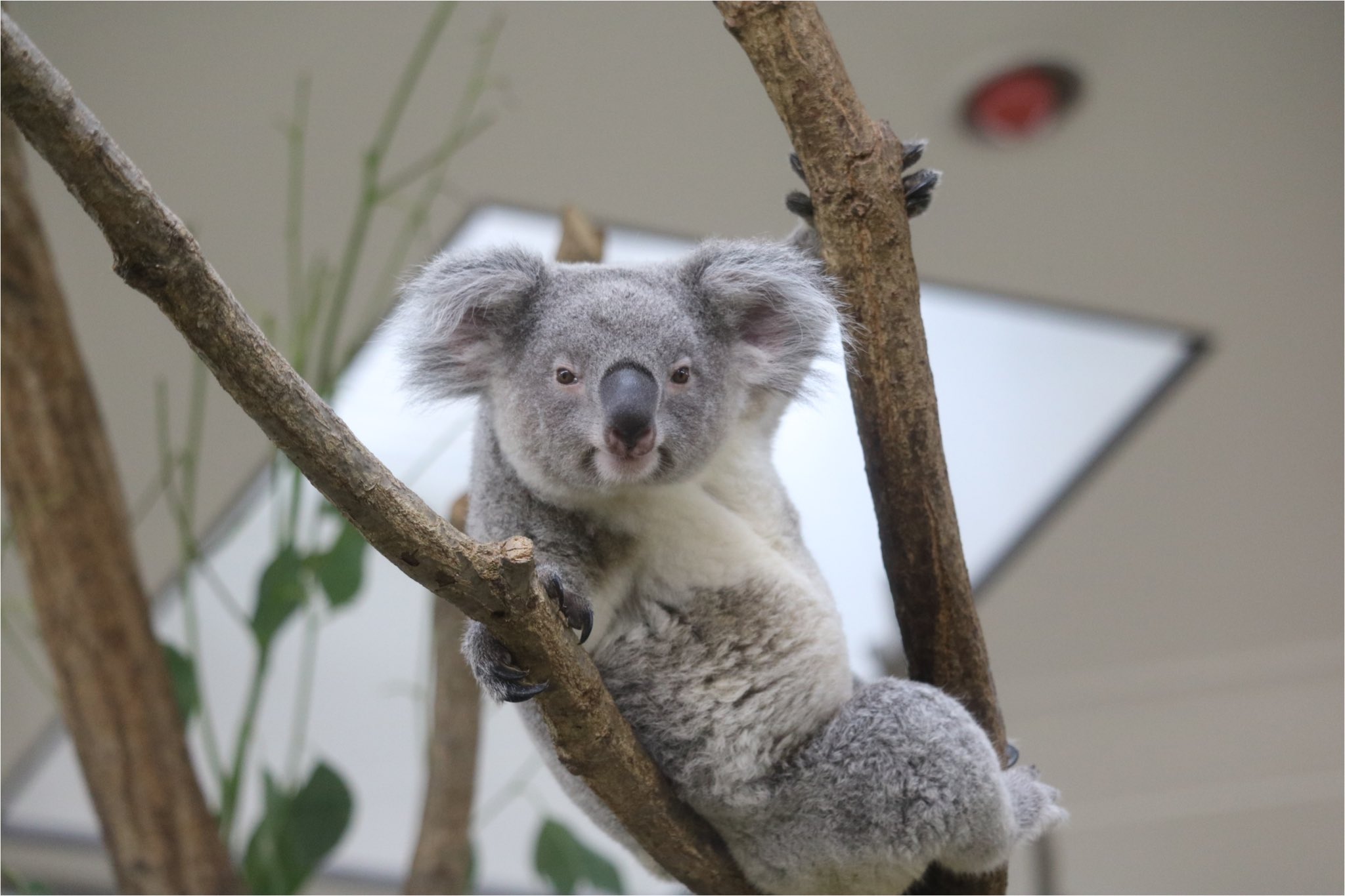 動物 コアラはすごい！〜来日40年！ 飼育頭数日本一！ 平川動物公園の