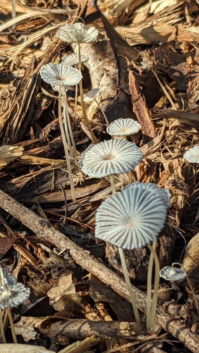Xiat's tweet image. Pleated inkcap mushroom or Parasola plicatilis #Fungifriday #whilewalking #NaturePhotography